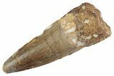 Fossil Spinosaurus Tooth - Real Dinosaur Tooth #367960-1